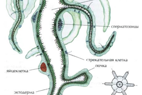 Кракен тор ссылка онион